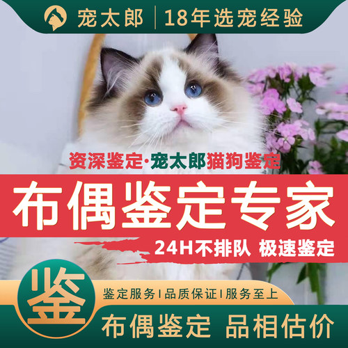 鉴布偶1V1┃不推销活体┃包准