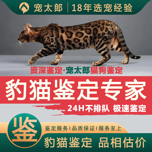 鉴豹猫1V1┃不推销活体┃包准