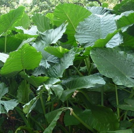 新鲜海芋野芋头山芋头滴水观音观音莲 芋头500克顺丰航空