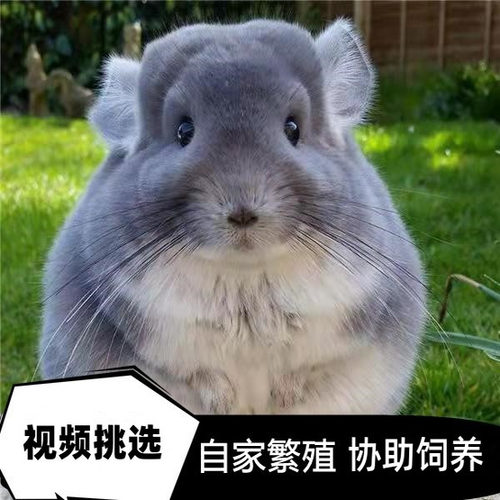 活体龙猫活物幼崽萌宠宠物宝宝长毛标灰紫灰视频挑选送笼子