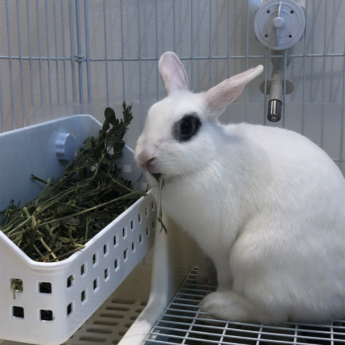 兔子草架大容量草筐龙猫篮子