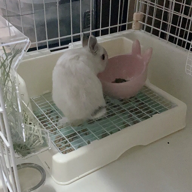 拉士格兔兔厕所便盆防喷尿 宠物龙猫貂豚鼠免沙 尿盆屎盆兔子用品