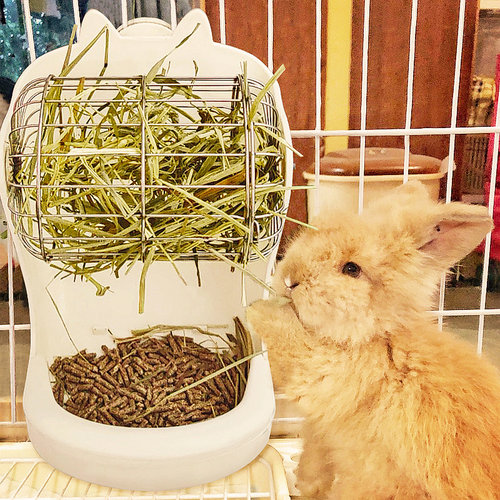 拉士格防浪费神器网红食物盆草架