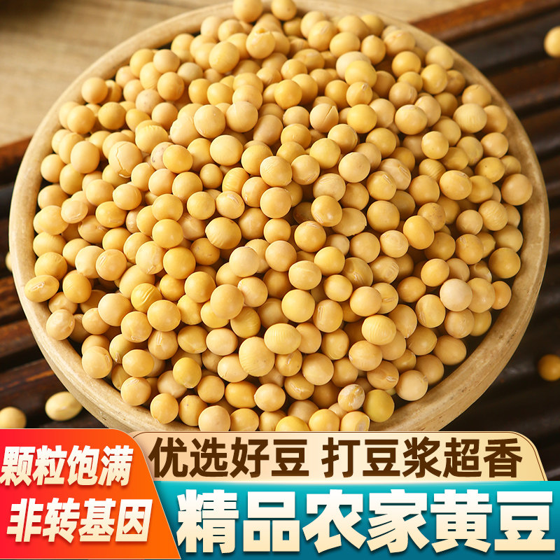 非转基因农家黄豆打豆浆发豆芽图片