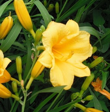 金娃娃萱草苗 金娃娃苗 庭院绿化苗 室内外小盆栽 金娃娃萱草