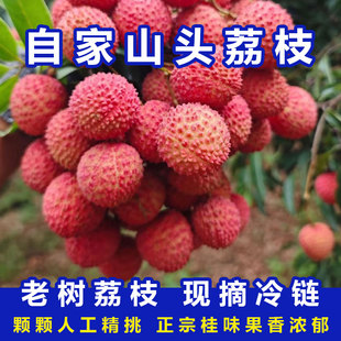 增城正宗桂味荔枝头茬新鲜应季水果当季新鲜水果精品水果超大果