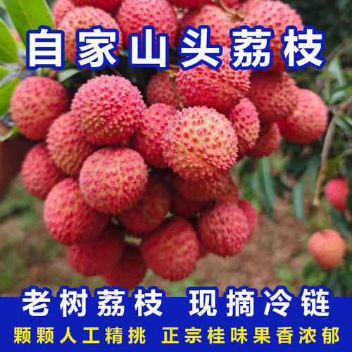 增城正宗桂味荔枝头茬新鲜应季水果当季新鲜水果精品水果超大果
