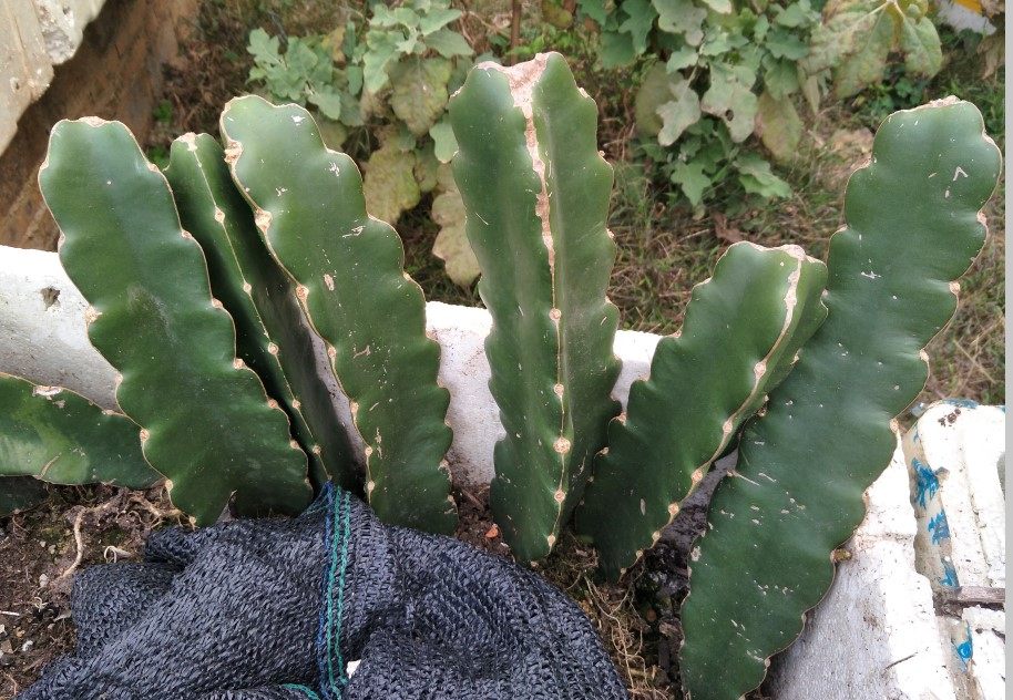 蟹爪兰嫁接砧木霸王花天尺三角