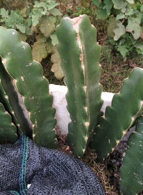 蟹爪兰嫁接砧木 霸王花 量天尺（三角，三棱柱）无根枝条或带根苗