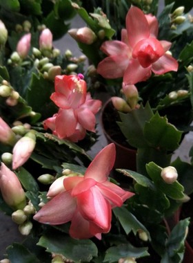 芙蕾雅 蟹爪兰（橙色花，非海滨）缤纷公司出品~可用叶仙嫁接，天