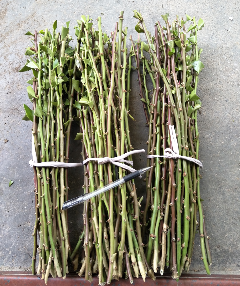 木麒麟 叶仙 人掌扦插用无根小枝条(纯货款满30元起才发货)