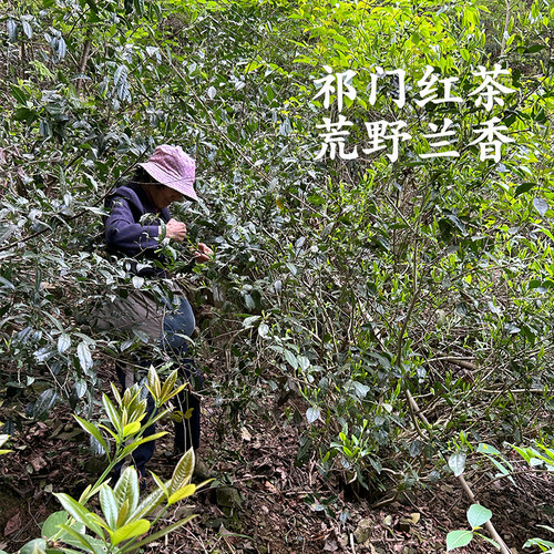 祁门红茶荒野茶2026新茶高端礼盒装手工春茶木质花香50g