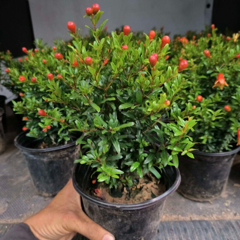 小叶宫灯石榴长果炳石榴花盆栽带花观果树苗室内盆景耐热花卉庭院