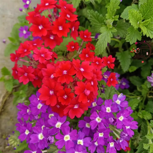 美女樱花苗盆栽花量大花期长开花室外阳台庭院易活耐热耐寒花
