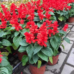 一串红盆栽 串串红花苗 带花庭院地栽绿化工程花苗摆放爆仗红矮杆