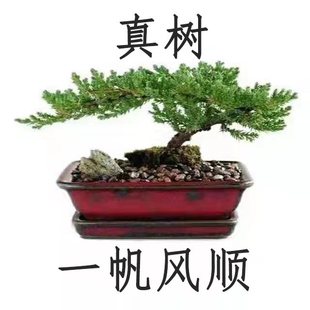 迎客松盆景真树小办公室摆件客厅盆栽四季长青绿植好养黄山迎树苗