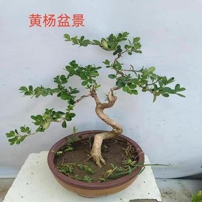 黄杨盆景微型小叶瓜子黄杨树桩造型四季常青绿植净化空气实拍盆景