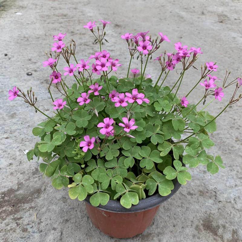 红花草苗三叶草苗红花浆草盆栽成品苗红三叶幸运草盆栽春季开花