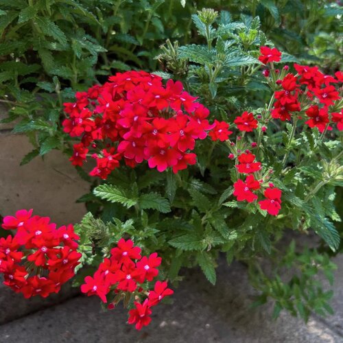 美女樱花苗盆栽带花期长四季好养庭院植物室外绿植多年生花卉绿植