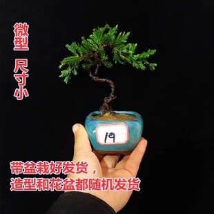 微型小品迎客松拇指盆景珍珠地柏盆景盆栽植物吸水石松树景观真树