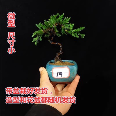 微型小品迎客松拇指盆景珍珠地柏盆景盆栽植物吸水石松树景观真树