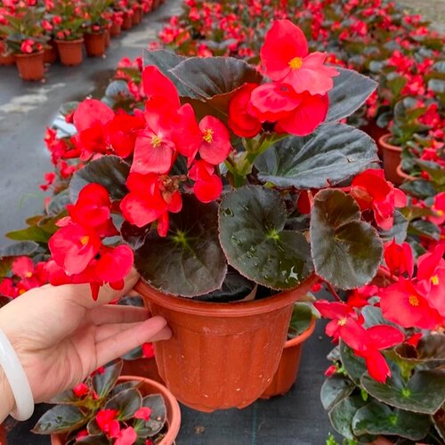 四季秋海棠花苗盆栽大花玻璃翠带花苞小花阳台庭院室外多年生易活