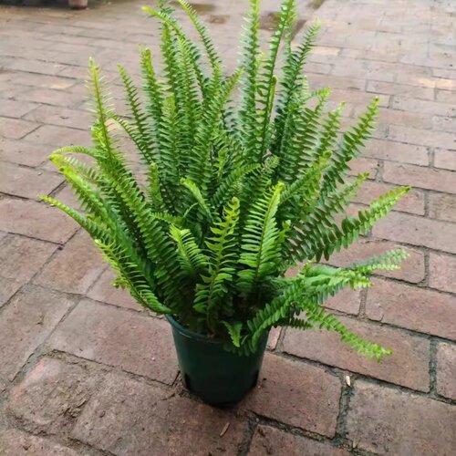 肾蕨排骨草花镜庭院阳台走廊绿叶植物室内绿植喜阳喜湿耐旱耐半阴