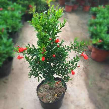 翠叶石榴花盆栽四季开花结果植物室内庭院石榴盆景苗绿植花卉