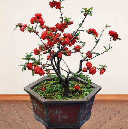 海棠花绿植海棠绿植长寿冠海棠