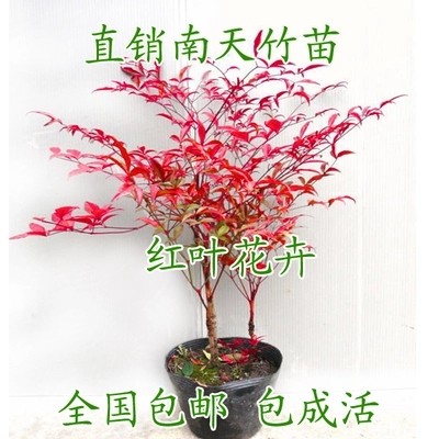南天竹火焰南天竹红天竹