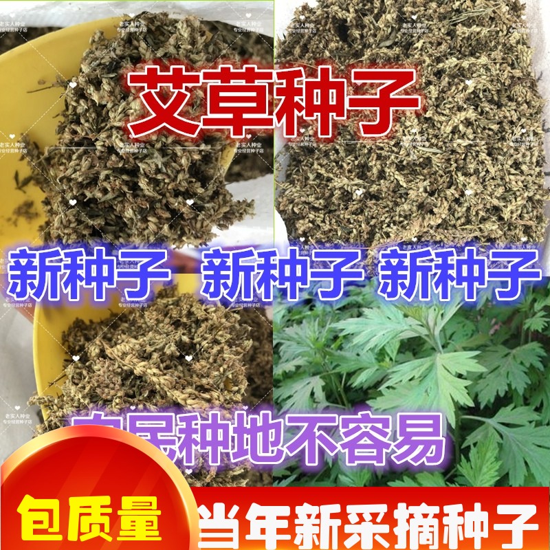 中草药材种子艾草种子艾蒿艾叶种子香野生艾草防蚊虫包邮在类目 办公设备/耗材/相关服务, 包装设备/标牌及耗材, 包裹袋/编织袋中 - 来自Buy2taobao.com提供专业的淘宝代购服务