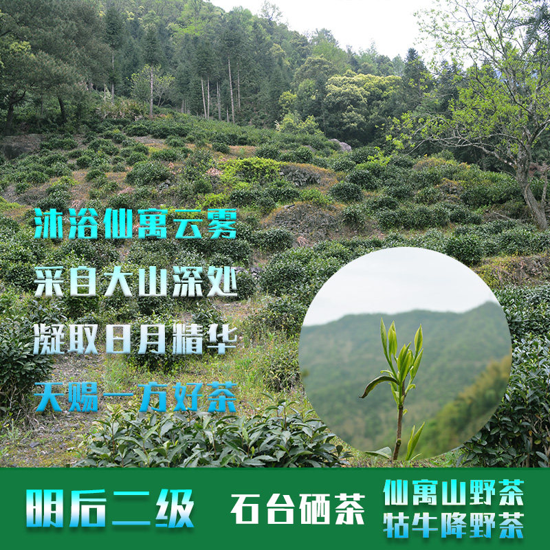 24年新茶批发明后一石台硒茶仙寓山野生茶叶牯牛降杨棚肖坑