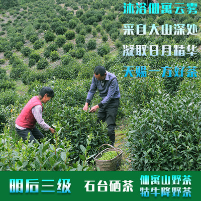石台硒茶高山野茶牯牛降仙寓山