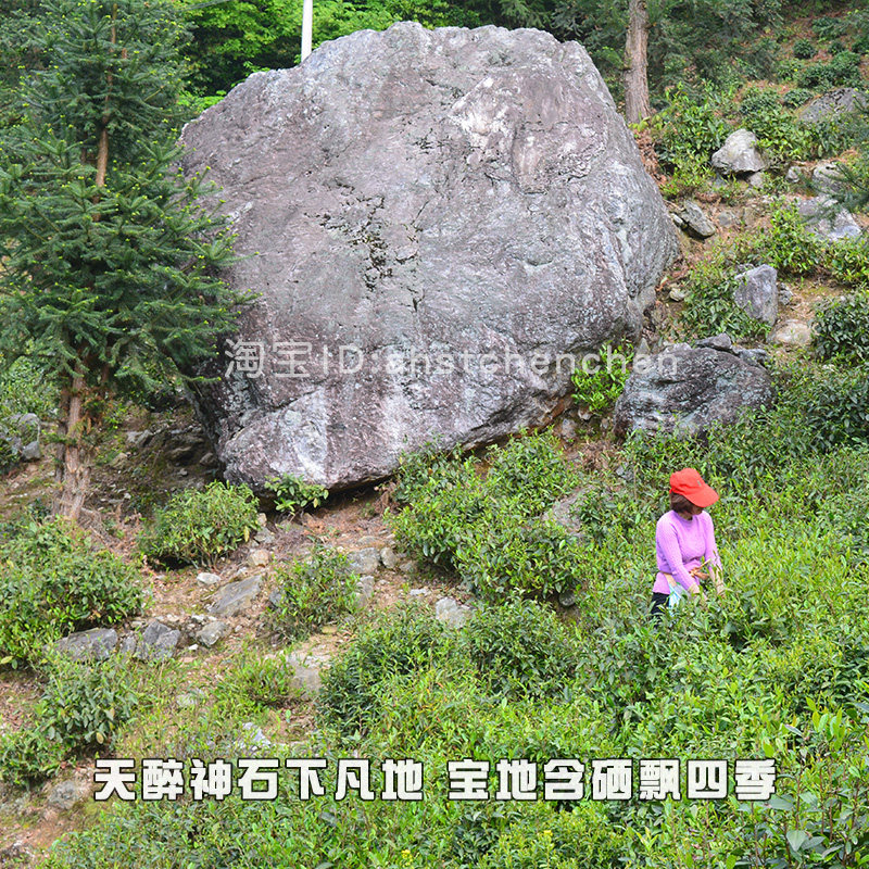 23年新茶明后三石台野生硒茶仙寓山大山村高山肖坑牯牛降野生茶