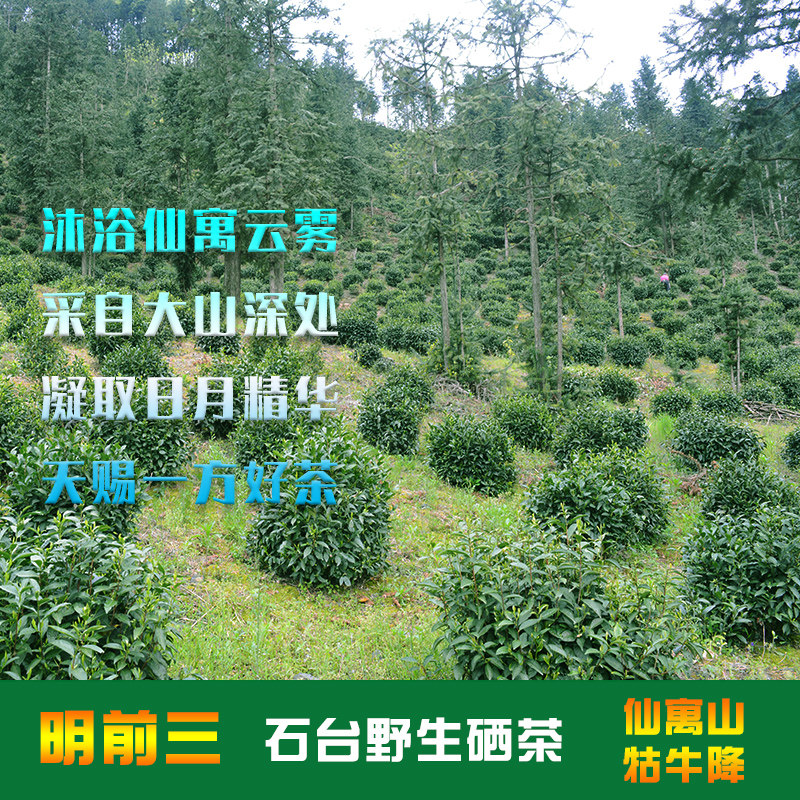 23年新茶明前三级散称石台硒茶仙寓山硒茶野生茶叶牯牛降浓香耐泡