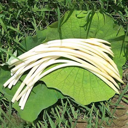 选伦淮味江苏洪泽湖野生新鲜莲藕尖藕带藕肠子藕芽水生蔬菜