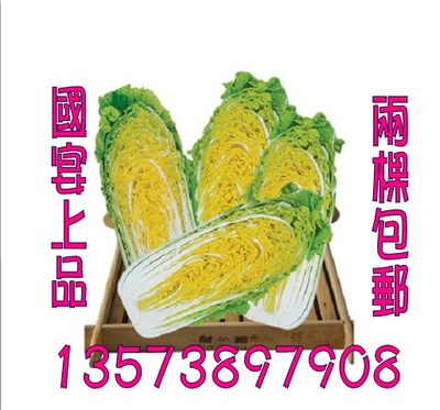 山东特产 胶州大白菜金娃娃  国家地理性标志 新鲜蔬菜 每棵4斤