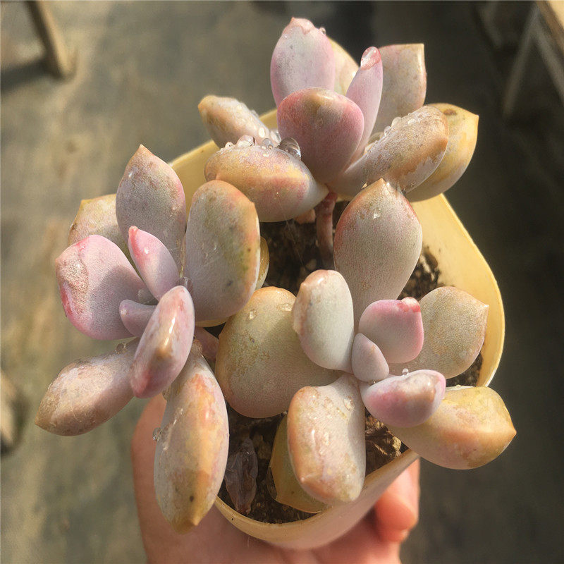 三色诺玛雪莲杂交多肉植物一物一拍大棚直销绿植盆栽迷你办公室