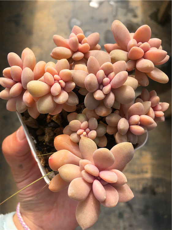 醉美人 多肉植物 缀化扇面群生一物一拍大棚直销绿植盆栽迷你办公