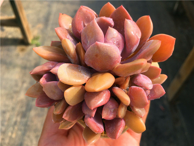 一物一拍 丘比特 爱神 多肉植物 心形叶 特玉莲杂黛比  绿植盆栽