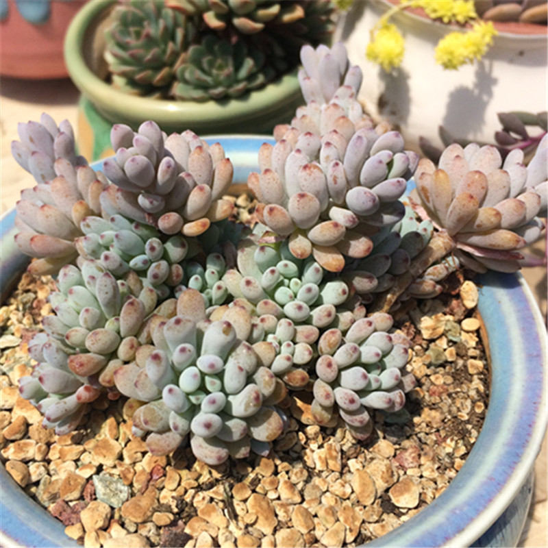 蓝豆多肉植物一物一拍多少钱 蓝豆多肉植物一物一拍优惠券免费领取 有条鱼 蓝豆多肉植物一物一拍多少钱 蓝豆多肉植物一物一拍优惠券免费领取 有条鱼