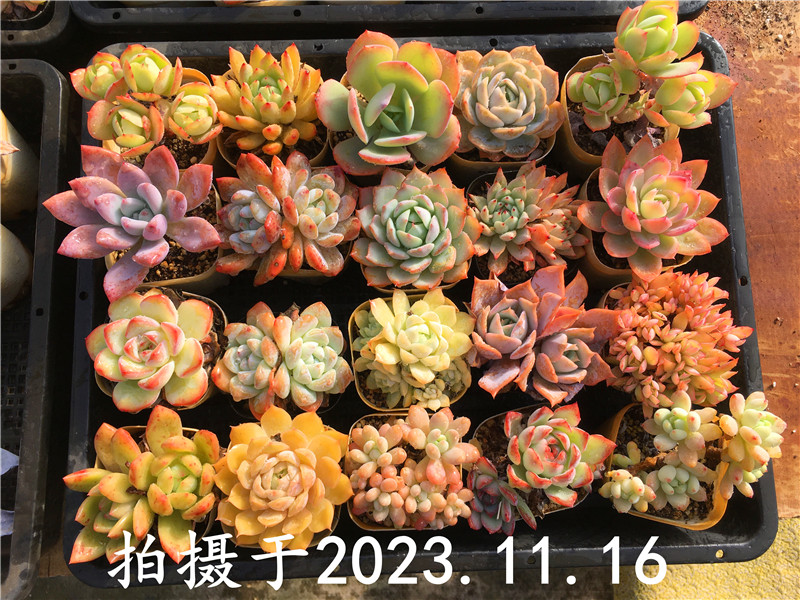 【包邮套餐】 一物一拍   筐拍整组出 萌肉小组合 套餐组合 回馈