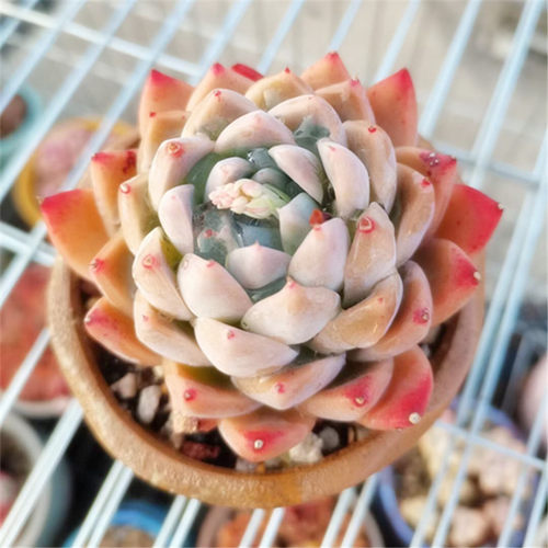 阿尔巴佳人如梦令多肉植物