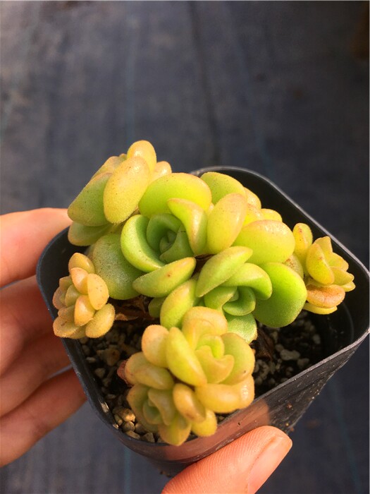 百合莉莉群生多肉植物手捧花 一物一拍满包邮【念念时光多肉馆】