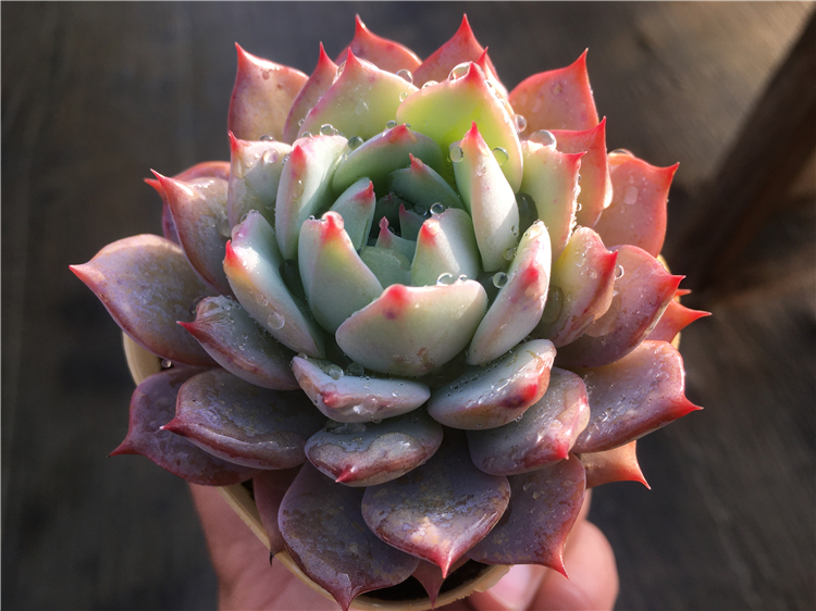 【棱镜 林杰安娜】 控养小群生 多肉植物 一物一拍  大棚绿植盆栽,鲜花速递/花卉仿真/绿植园艺,多肉植物,淘宝优惠券,粉丝福利购,淘宝优惠卷