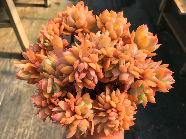 【绮罗缀化 乔伊】一物一拍 老桩群 多肉植物 绿植盆栽 大棚直销