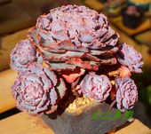 绿植盆栽 奶酪鱼子酱纯爱天鹅绒奶茶等 随机发量拍 多肉植物