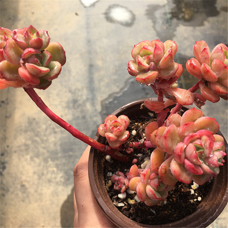一物一拍 艾格尼斯玫瑰 多肉植物 老庄多头群生 正版 非红化妆