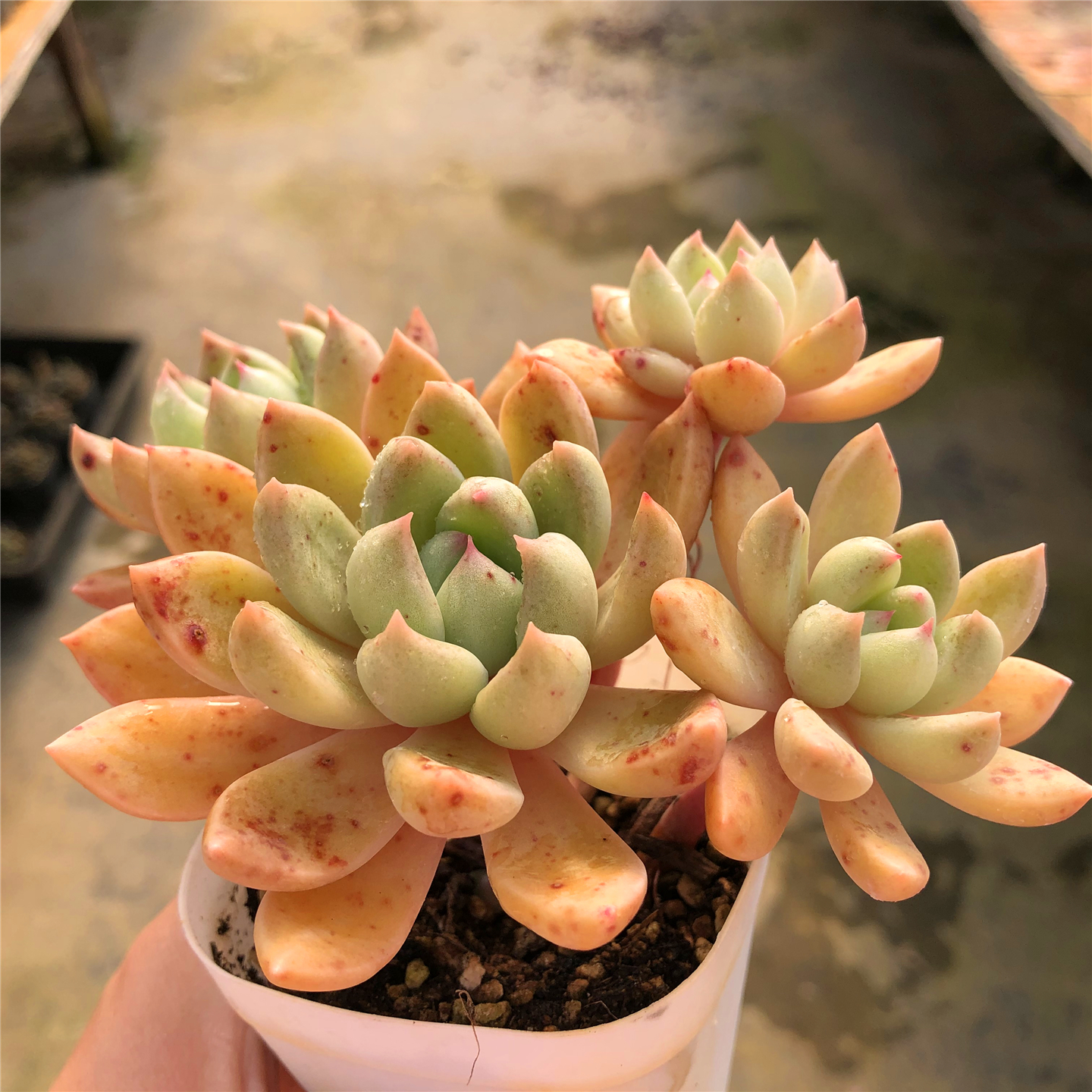 璀璨油漆桶多肉一物一拍圆滚滚