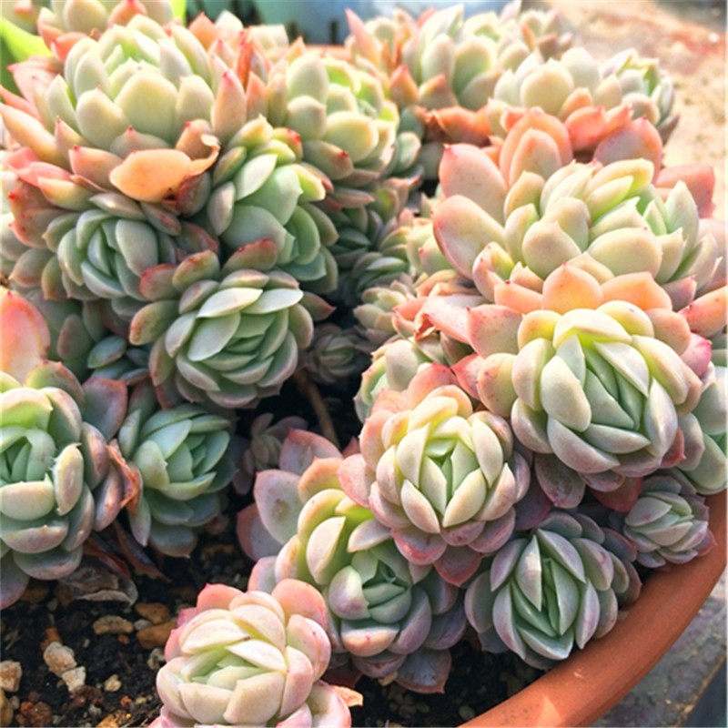 【冰梅】易群生 非橙雪球 一物一拍 多肉植物 大棚基地绿植盆栽